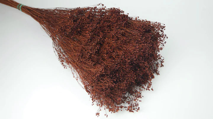 Broom Bloom séché 1 botte Marron