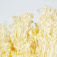 Broom Bloom stabilisé Vanille