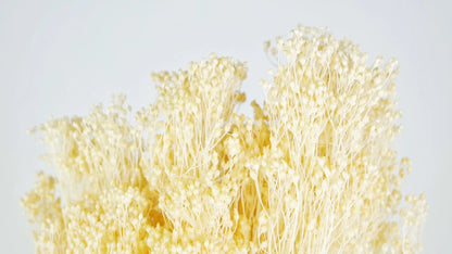 Broom Bloom stabilized Vanilla
