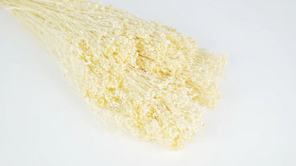 Broom Bloom stabilized Vanilla