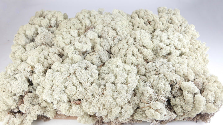 Lichen stabilized Ivory 5 Kg PRO