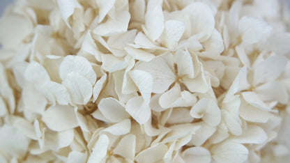 Ivory white stabilized hydrangea
