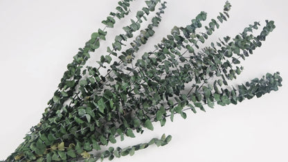 Stabilized Baby Blue Eucalyptus