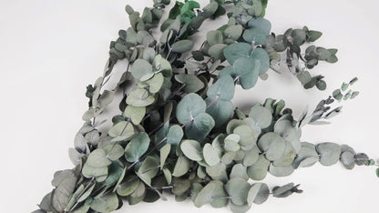 Eucalyptus Cinerea stabilized