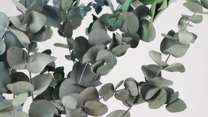 Eucalyptus Cinerea stabilized