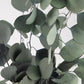 Eucalyptus Populus stabilized