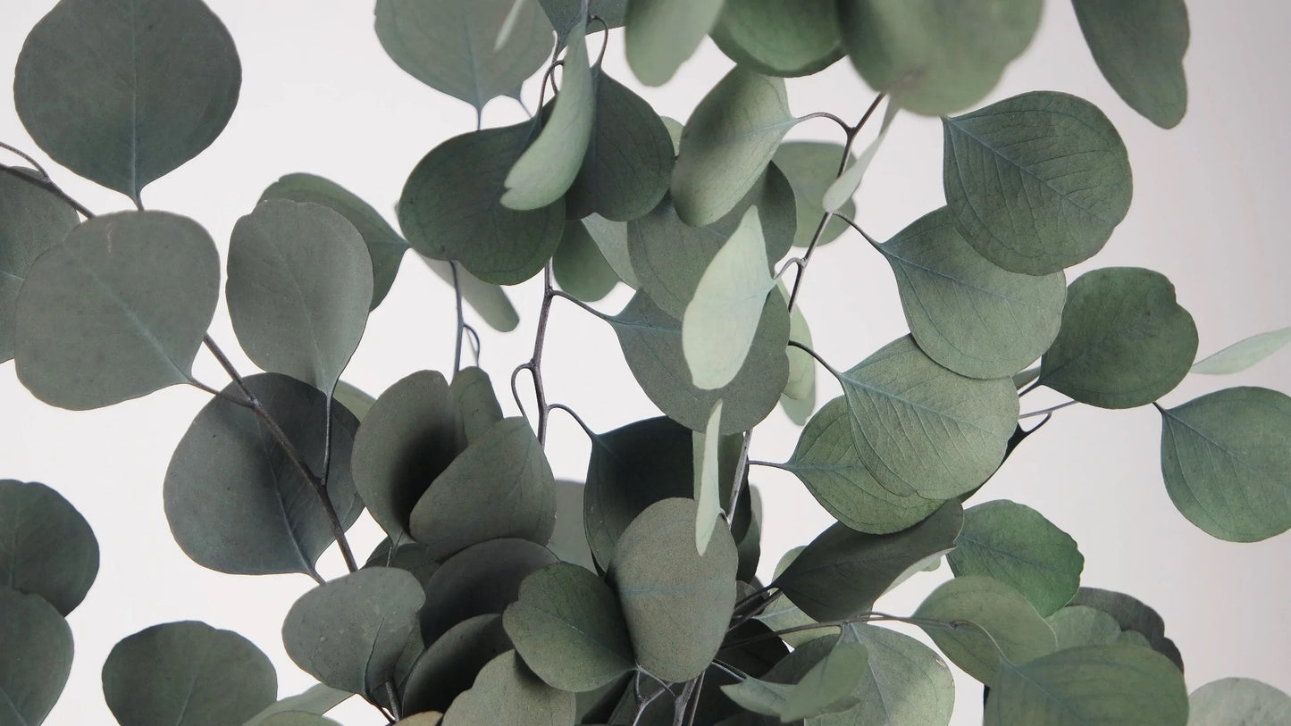 Eucalyptus Populus stabilized