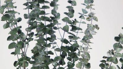 Stabilized Baby Blue Eucalyptus