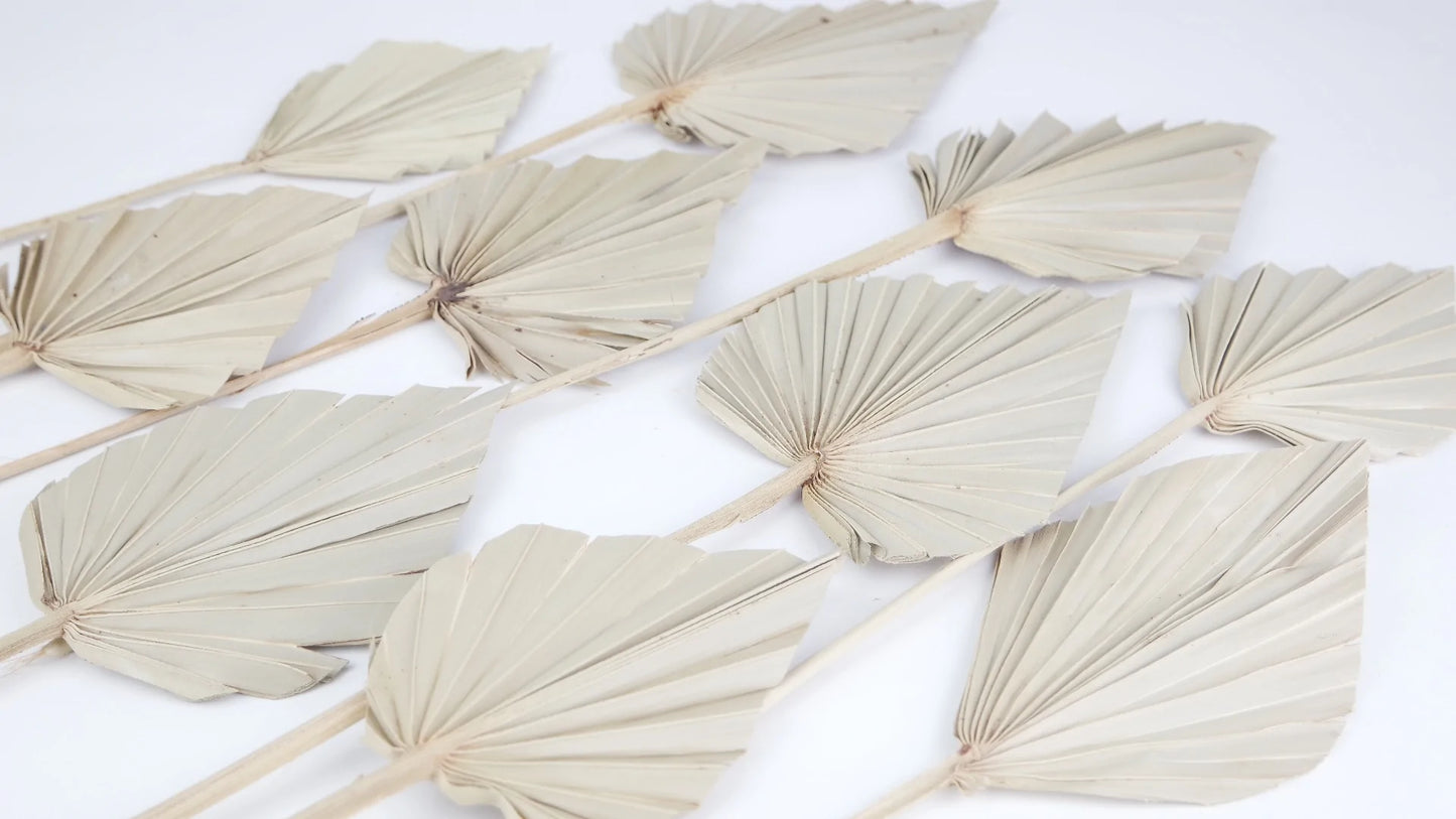 Natural color dried palms size M