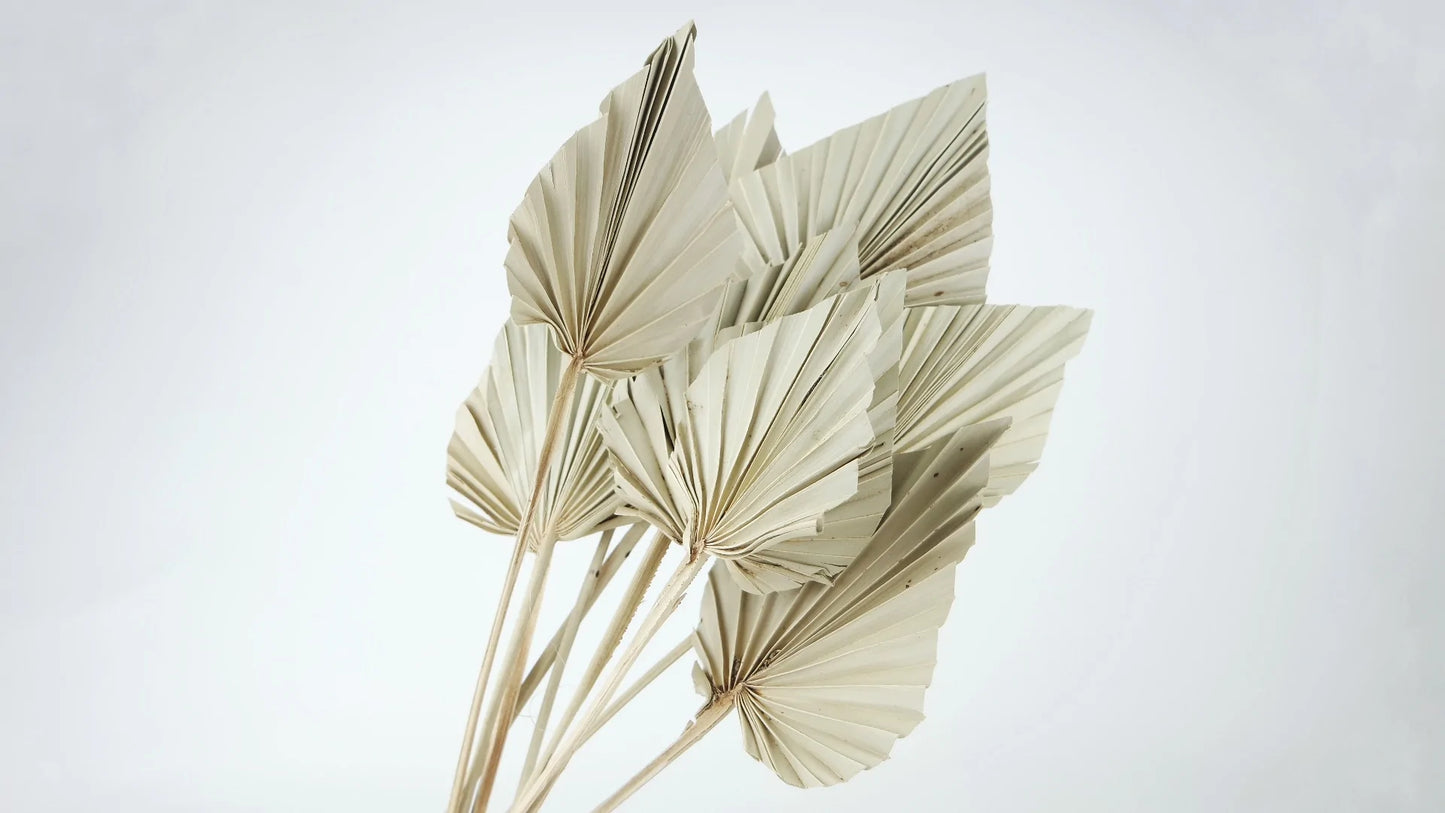 Natural color dried palms size M