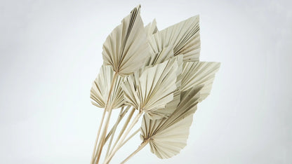 Natural color dried palms size M
