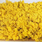 Lichen stabilisé Jaune 5 Kg PRO