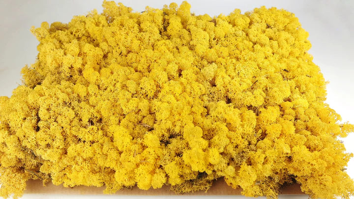 Lichen stabilisé Jaune 5 Kg PRO