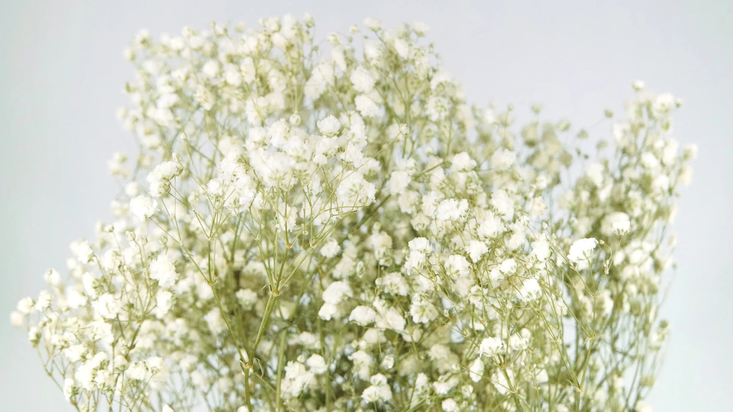 Natural color stabilized gypsophila