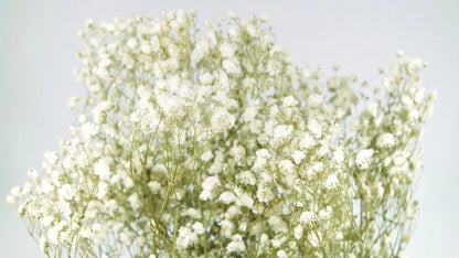 Natural color stabilized gypsophila