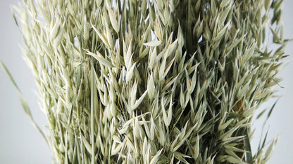 Natural color dried oats