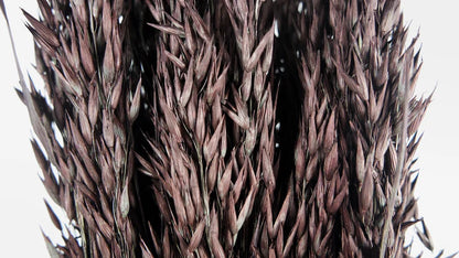 Dark Brown Dried Oats