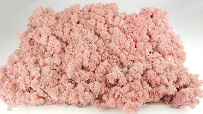 Stabilized Lichen Peach 5 Kg PRO