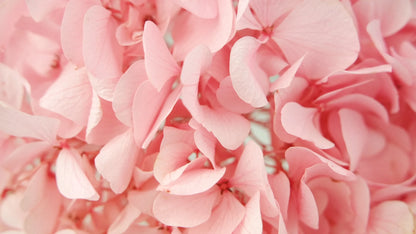 Preserved hydrangea Light pink