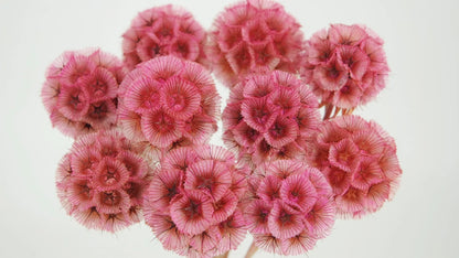 Scabiosa Stellata Light pink