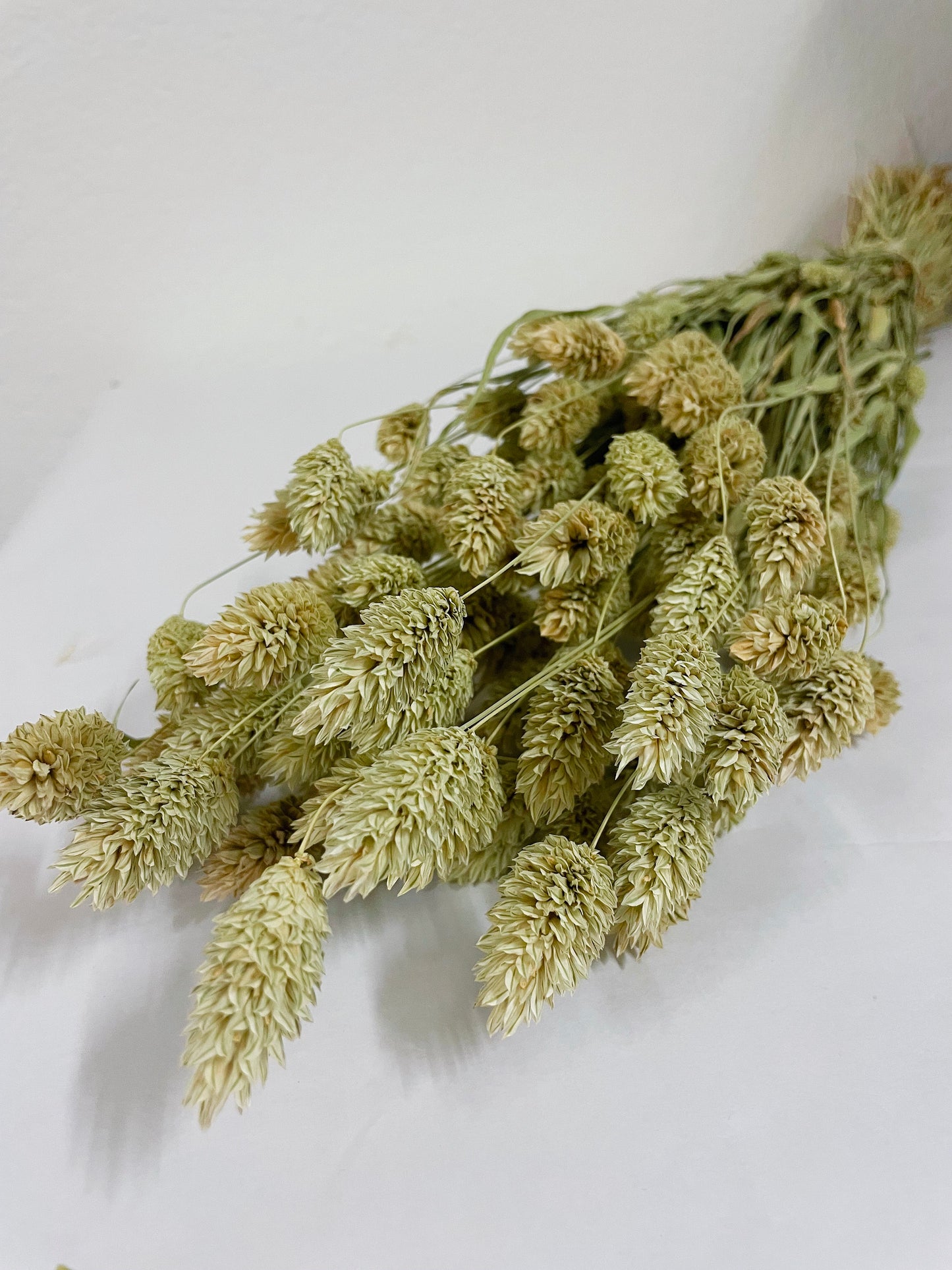 Natural color dried phalaris