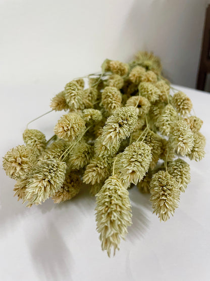 Natural color dried phalaris