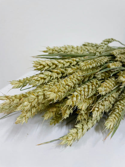 Natural color dried wheat