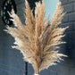 Dried pampas natural color 75 cm