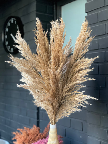 Dried pampas natural color 75 cm