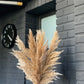 Dried pampas natural color 75 cm