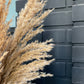 Dried pampas natural color 75 cm