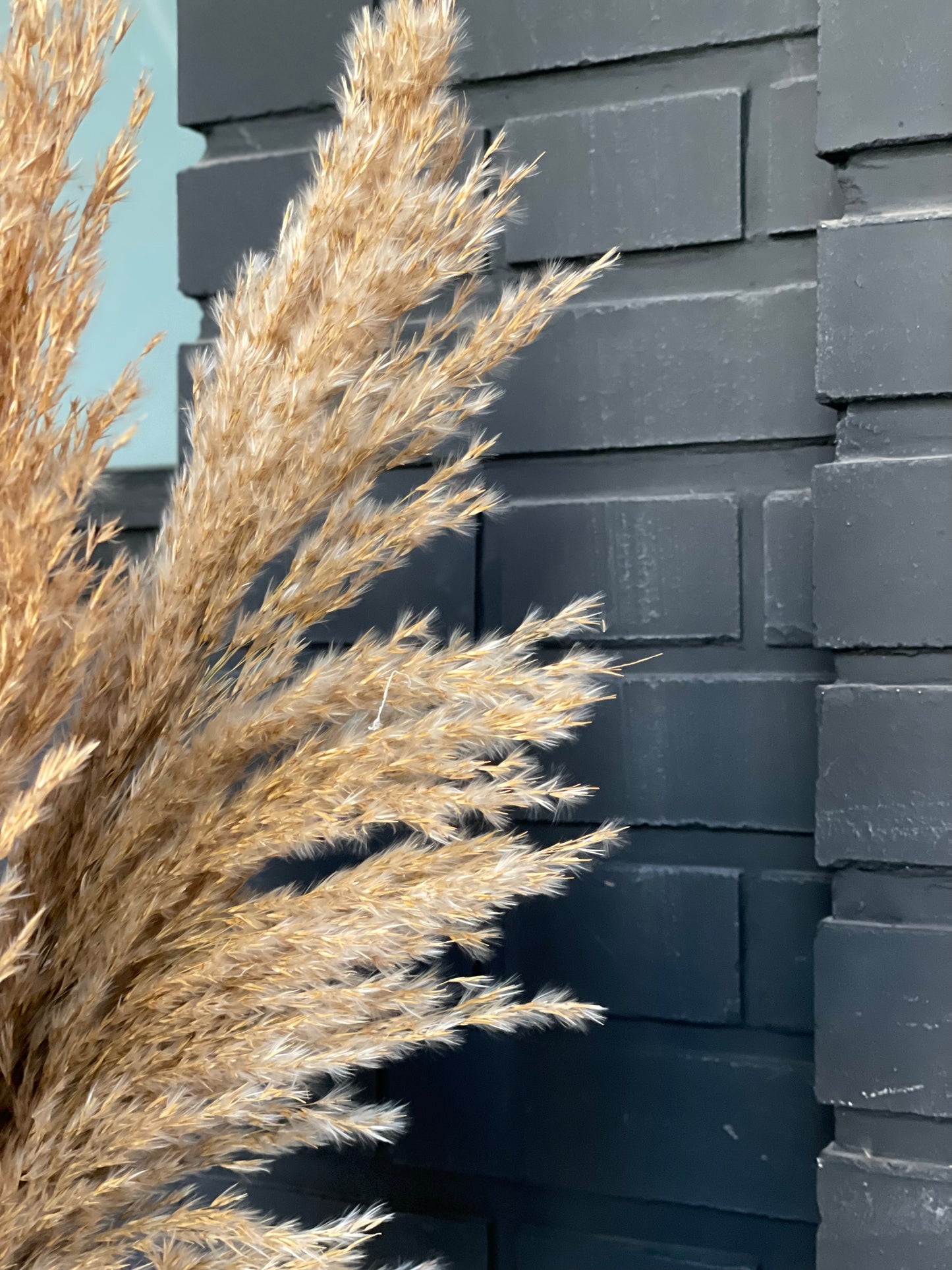 Dried pampas natural color 75 cm