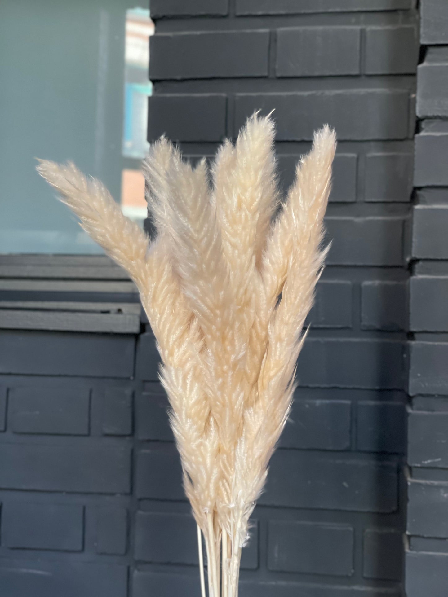 Mini Dried Pampas Lychee