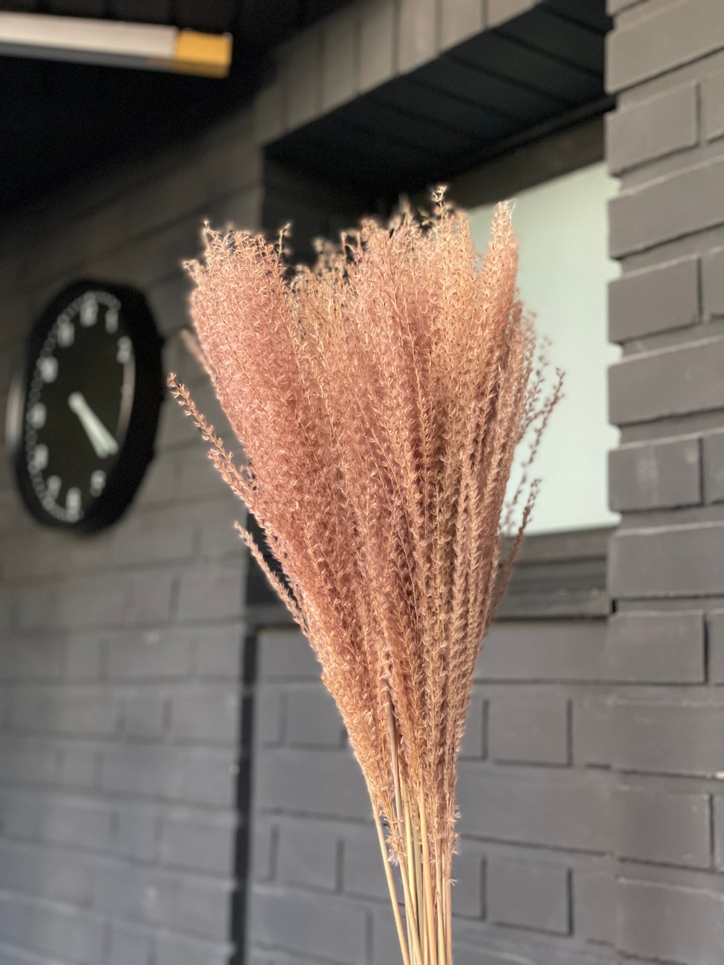 Miscanthus dried natural color 70 cm