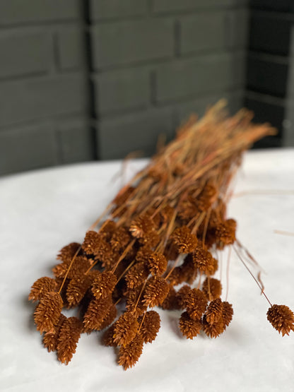 Brown Dried Phalaris