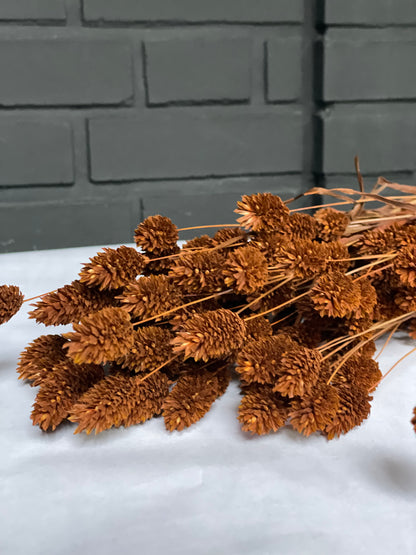 Brown Dried Phalaris