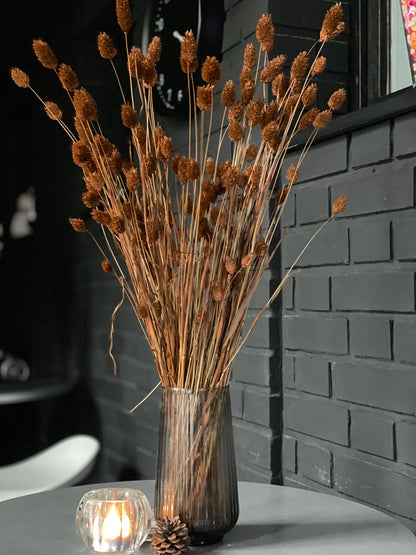 Brown Dried Phalaris