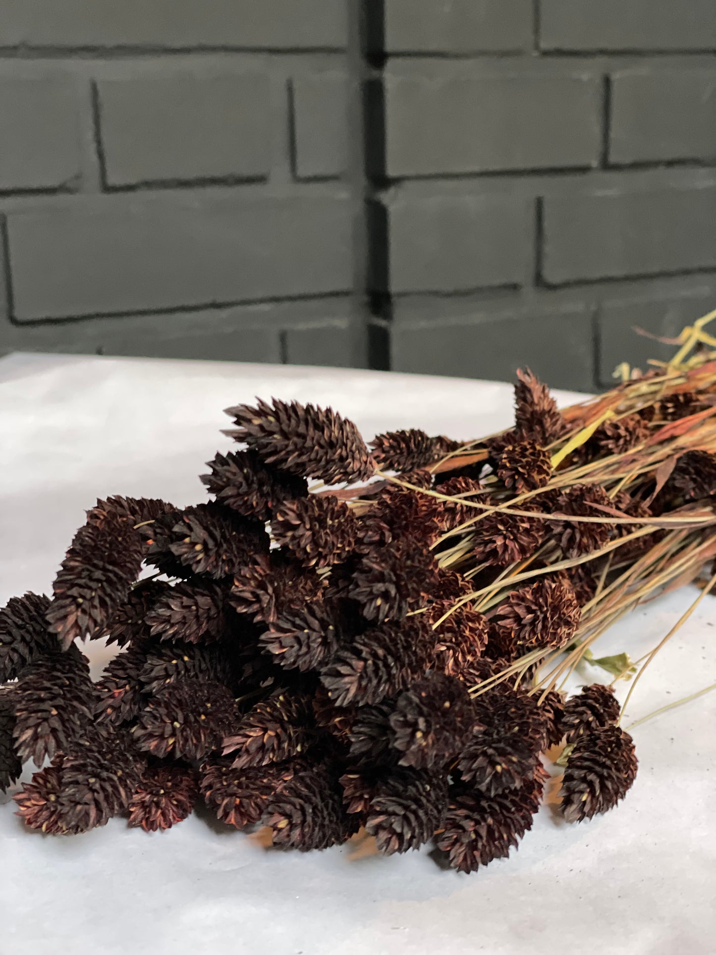 Dark Brown Dried Phalaris