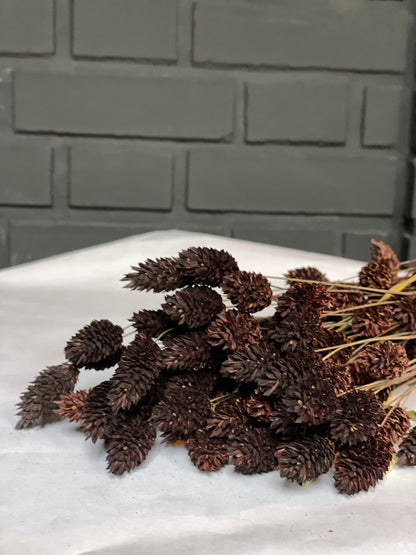 Dark Brown Dried Phalaris