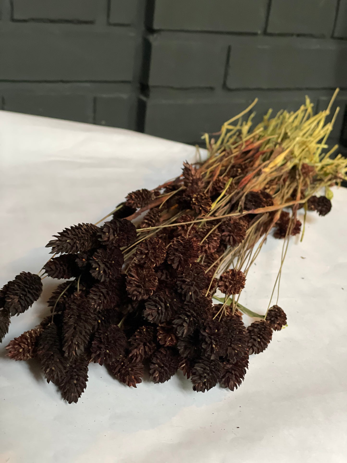Dark Brown Dried Phalaris