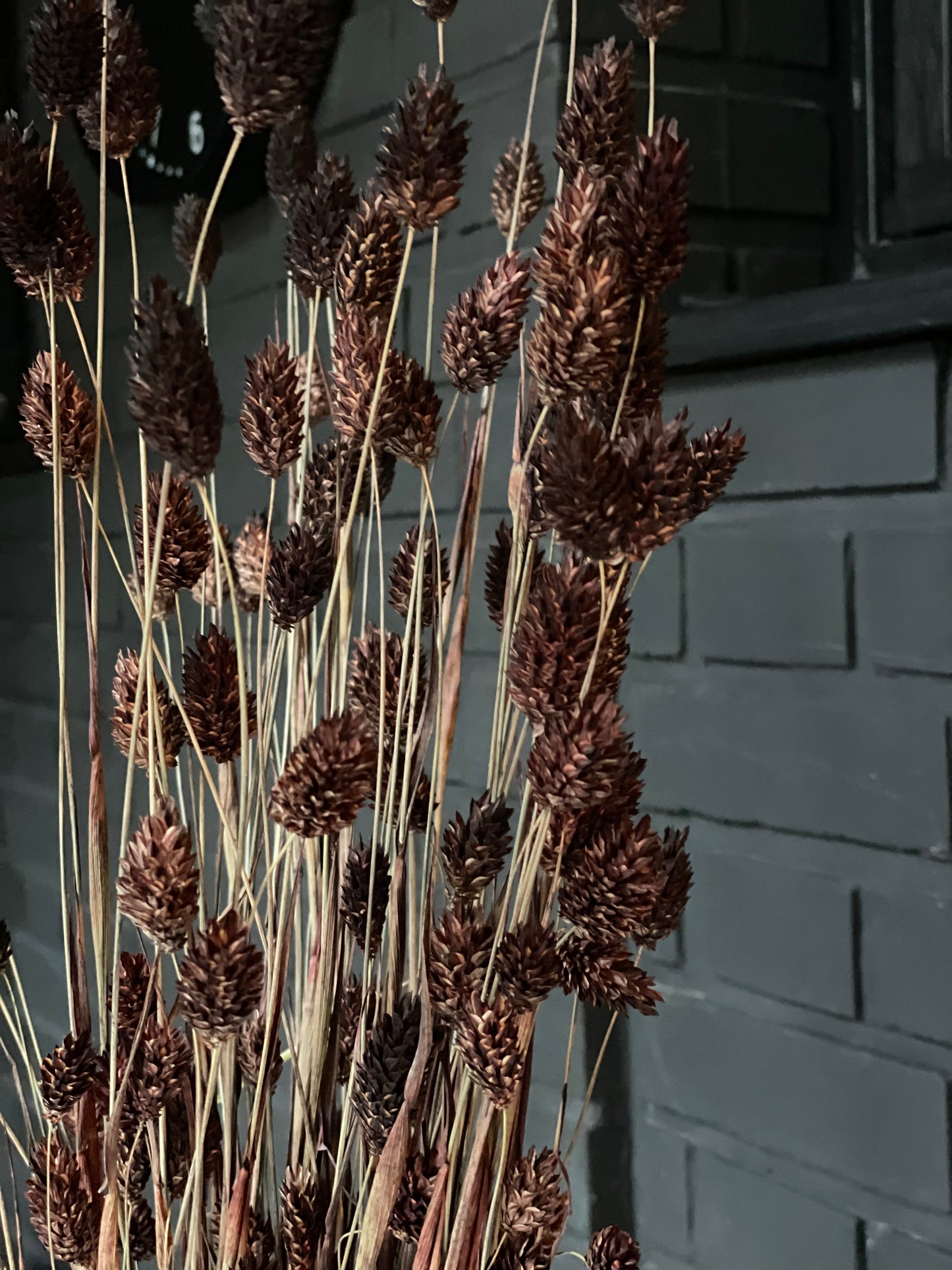 Dark Brown Dried Phalaris