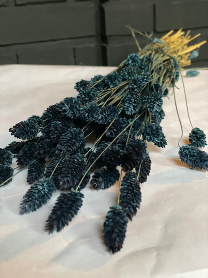 Midnight Blue Dried Phalaris