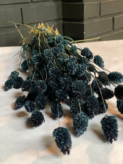 Midnight Blue Dried Phalaris