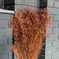 Broom Bloom séché 1 botte Marron