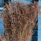 Broom Bloom séché 1 botte Marron