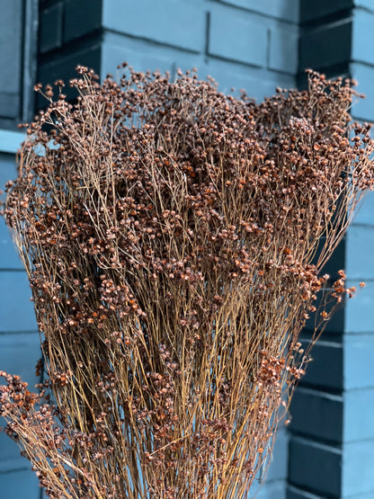 Broom Bloom Dried 1 Bunch Brown
