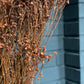 Broom Bloom séché 1 botte Marron