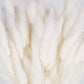 White Dried Lagurus