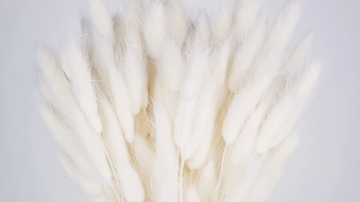 White Dried Lagurus