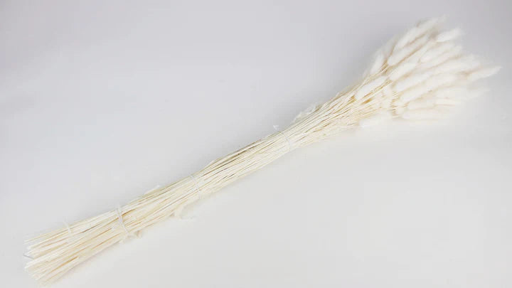 White Dried Lagurus